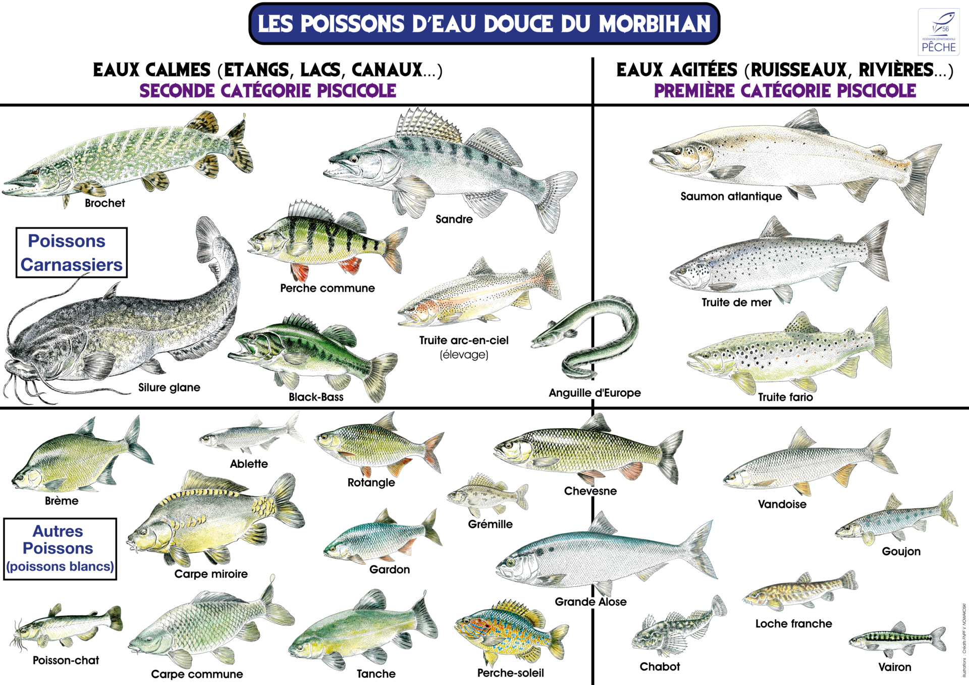Découvrir les poissons - Fédération de pêche du Morbihan