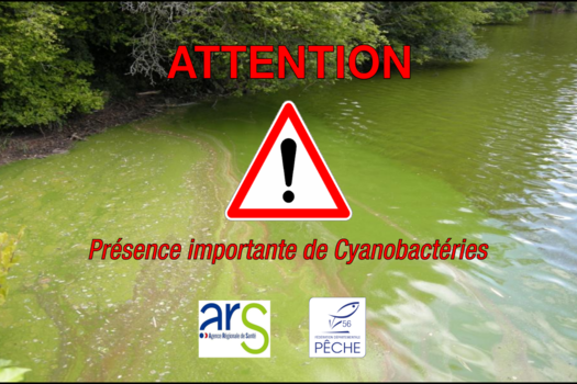 Attention aux cyanobactéries !
