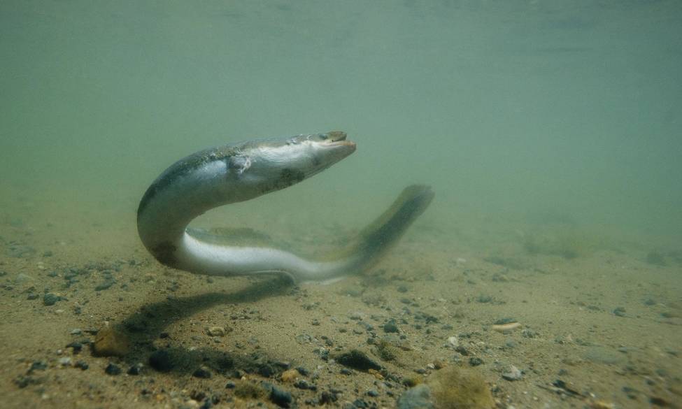 Pêche de l'anguille