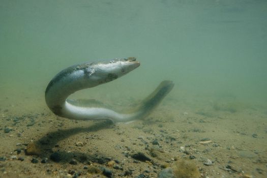 Pêche de l'anguille