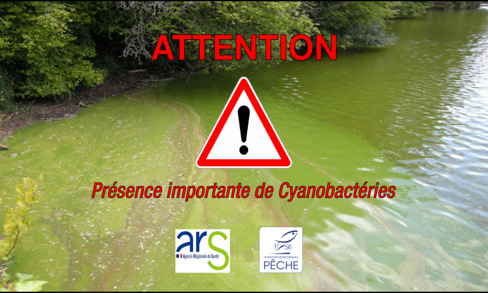 Attention aux cyanobactéries !