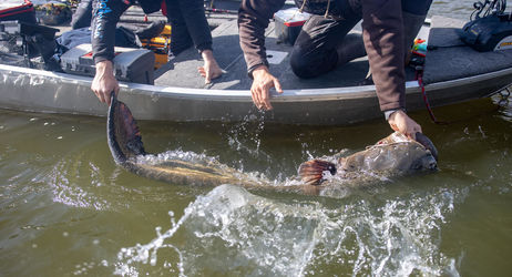 STAGE PÊCHE Guide "Pêche du Silure en bateau" 