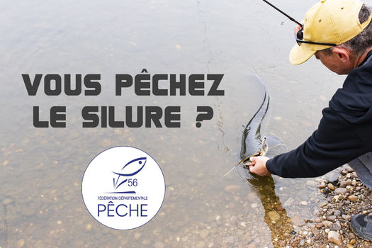 SILURE - Un nouveau classement en nuisible ?