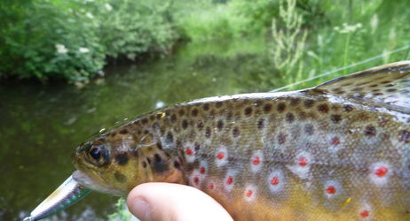 STAGE PÊCHE N°2 - Pêche de la Truite en rivière (Toc et Leurres)